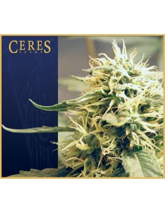 Ceres Kush