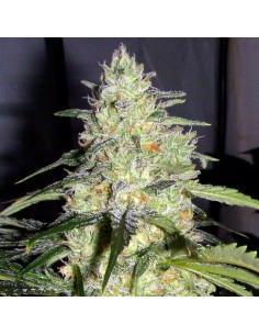 Ceres Skunk 2