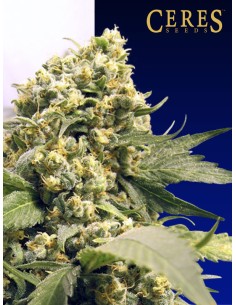 Northern Lights x Skunk 1 2