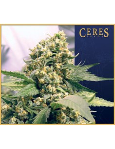 Northern Lights x Skunk 1