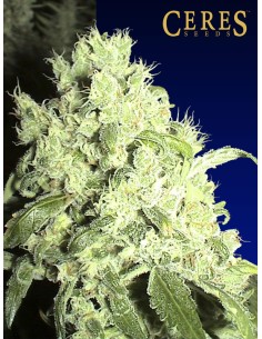 White Indica