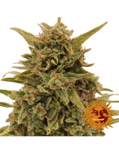 Blueberry OG 2