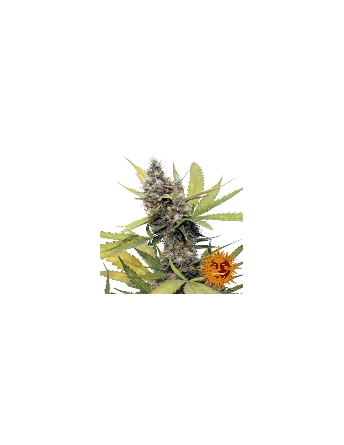 Honey B (Barneys Farm Seeds) Feminized Seeds | Up To 30% Off