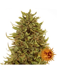 Pineapple Express (Auto) 2