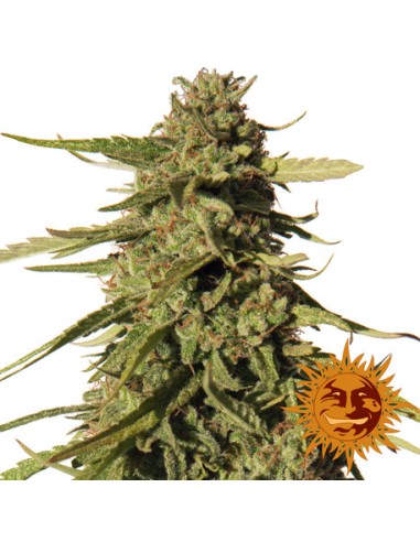 Red Cherry Berry (Barneys Farm Seeds) Feminized Seeds