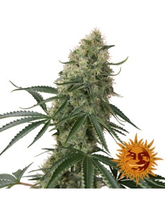 Sin Tra Bajo (Auto) 2