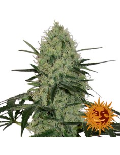 Tangerine Dream Auto 2