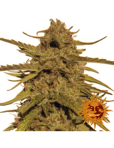 Pineapple Haze