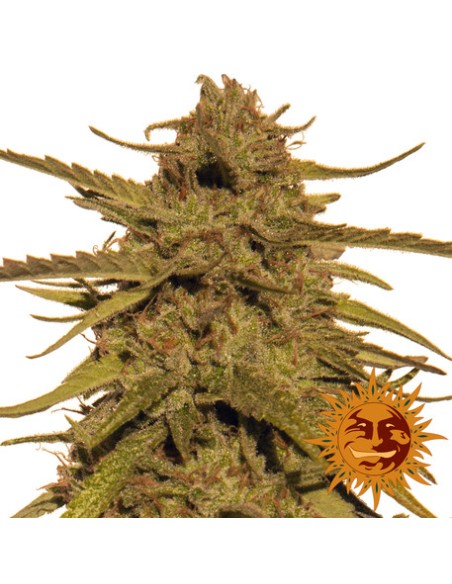 Pineapple Haze