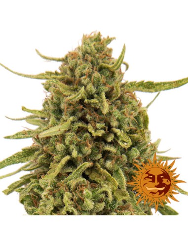 Widow Remedy