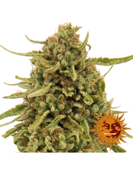 Widow Remedy
