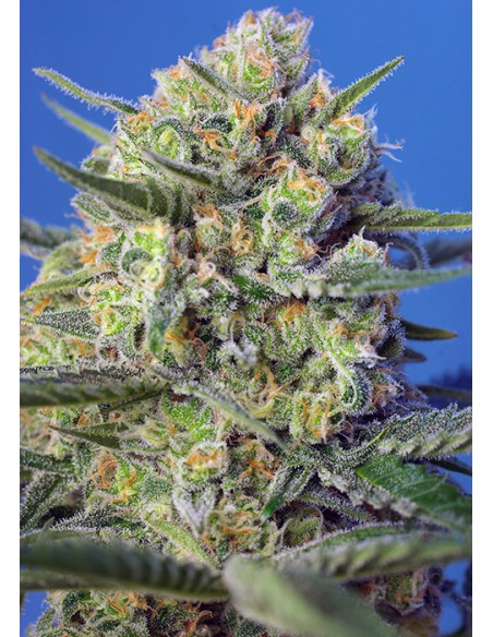 Crystal Candy F1 Fast Version (Sweet Seeds) Feminized Seeds