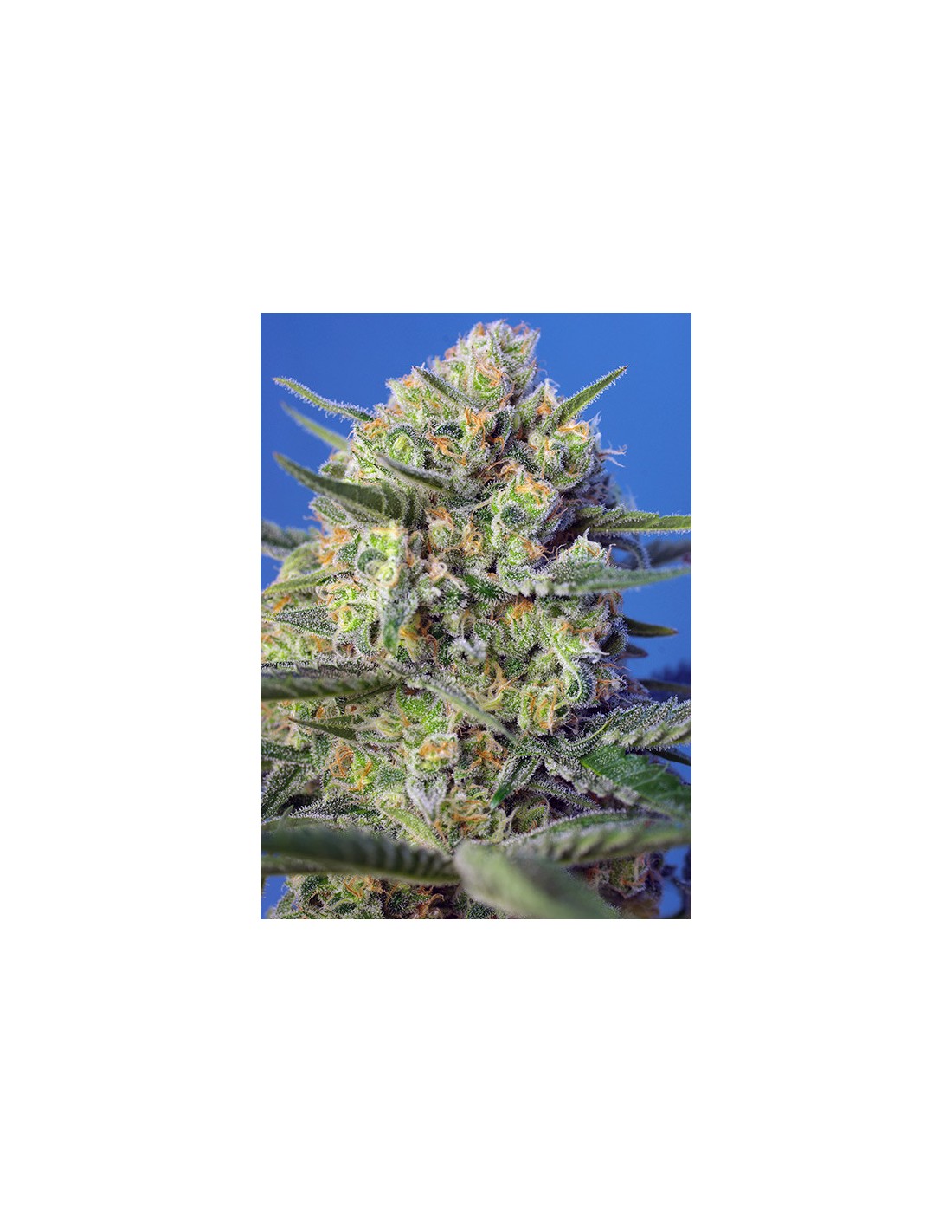 Buy Crystal Candy F1 Fast Version from Sweet Seeds - Oaseeds