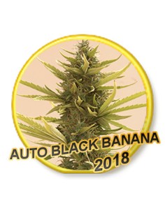 Auto Black Banana