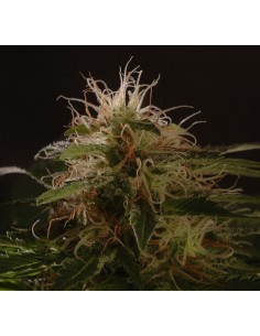 Auto Winweed CBD 2