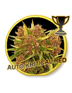 Auto Kritical Red