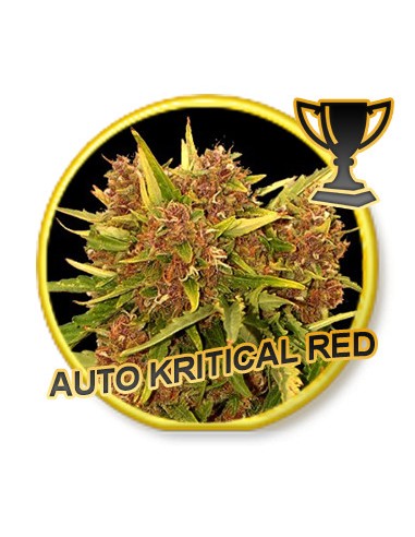 Auto Kritical Red