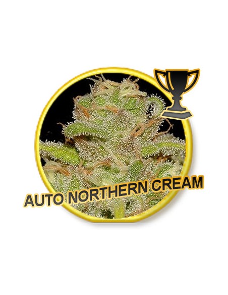 Auto Northern Cream