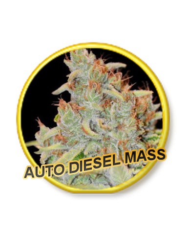 Auto Diesel Mass