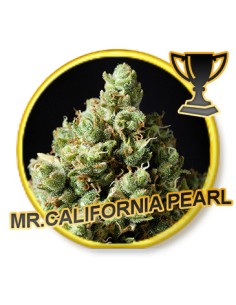 Mr. California Pearl