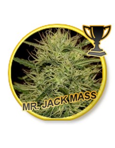 Mr. Jack Mass