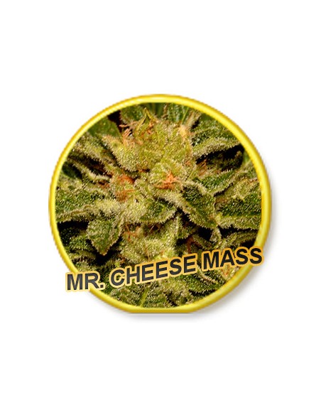 Mr. Cheese Mass