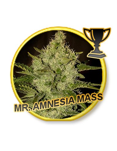 Mr. Amnesia Mass