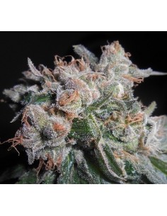 Zamaldelica x Kali China 2