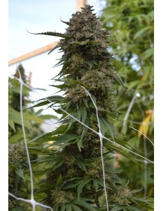 Early Bubba Hash CBD 2