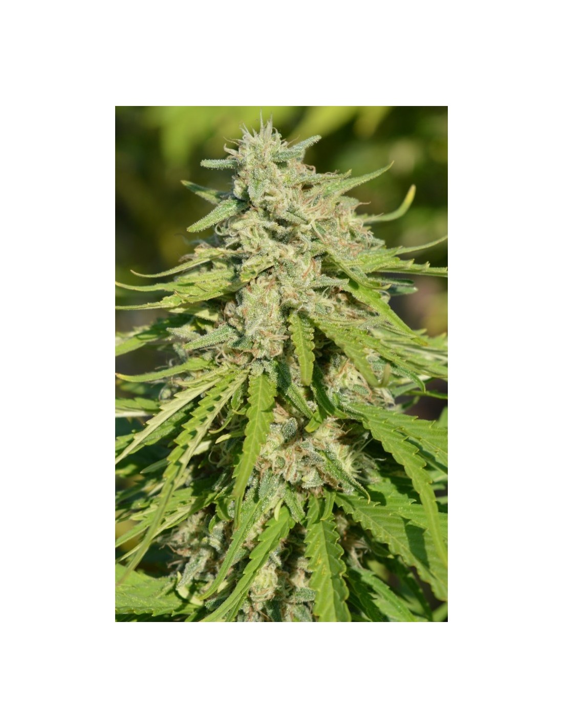 Buy Early Bubba Hash CBD from Ace Seeds at Oaseeds