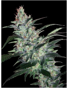 OG Kush Express Auto