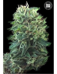 Green Scout Cookies 2