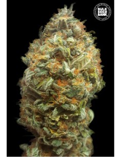 Auto Original Orange Bud 2