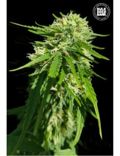 CBD Good Wild Shark 2