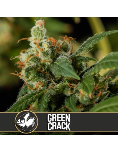 Green Crack (Blimburn Seeds) Semillas Feminizadas - Oaseeds