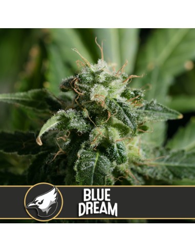 Blue Dream (Blimburn Seeds) Graines De Cannabis Féminisées
