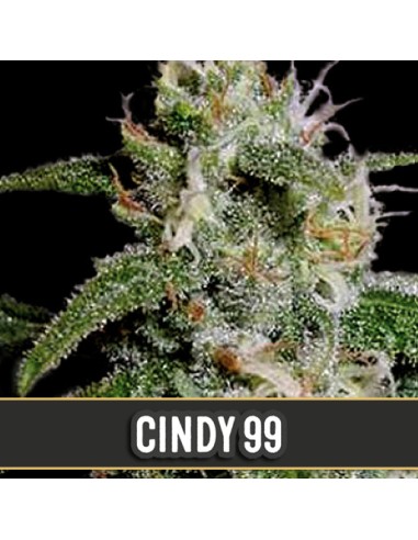 Cindy's 99