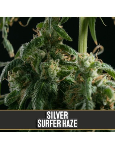Silversurfer Haze