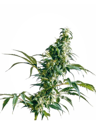 Buy Mexican Sativa from Sensi Seeds - Oaseeds