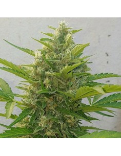 Deep Purple Haze Auto