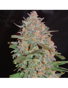Goji Haze