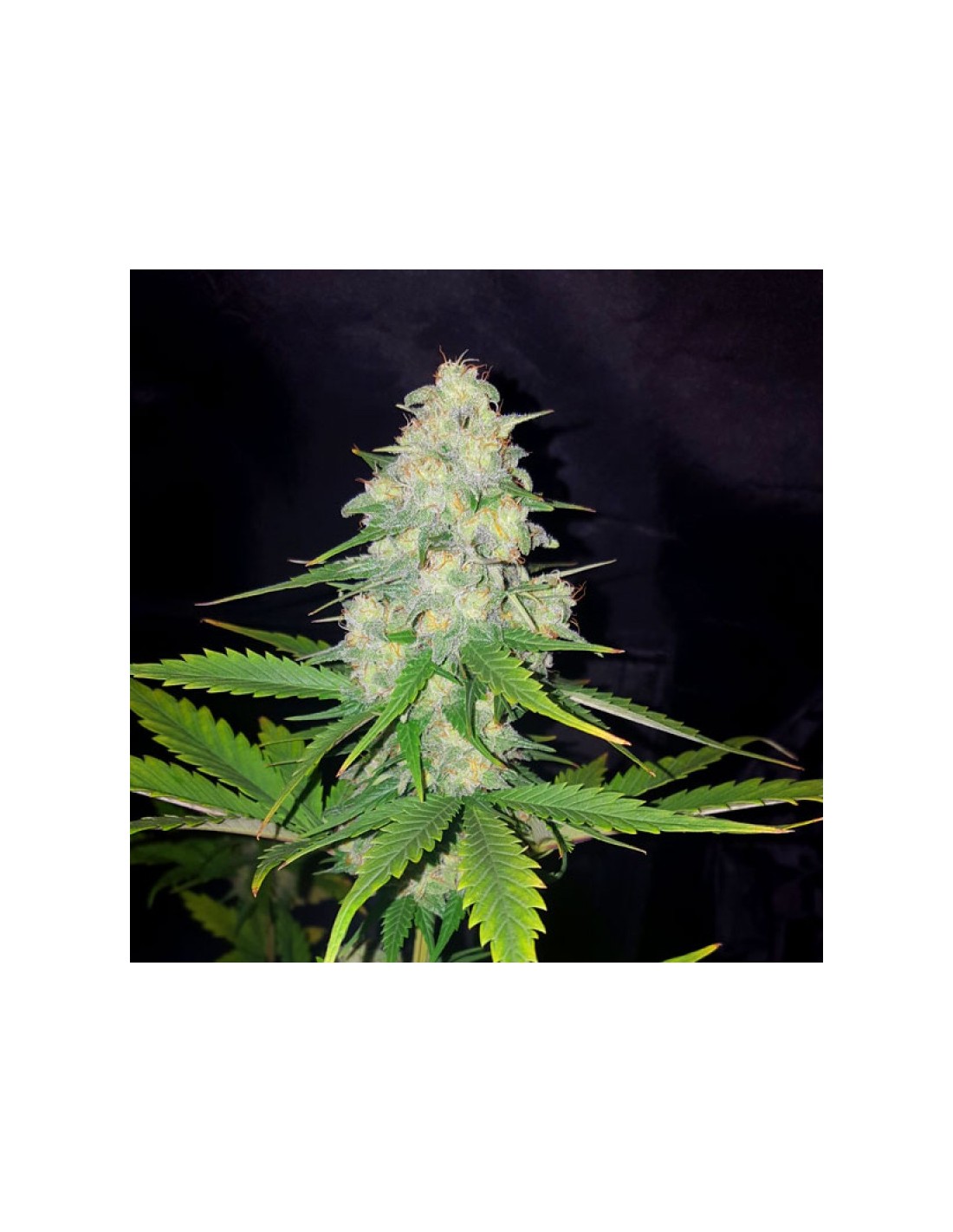Buy Honey Rock from Sumo Seeds at Oaseeds