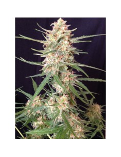 Impala 64 Haze Auto 2