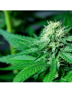 Silver Buddha Haze 2