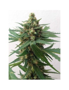 Sumo's OG Kush Auto 2