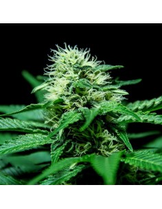 Sweet Harlem Diesel 2