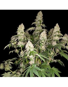 White Caramel Cookie