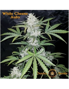 White Cheese Auto
