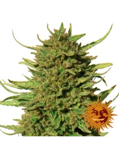 Critical Kush Regular 2