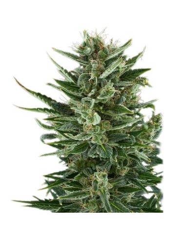 Buy Quick One from Royal Queen Seeds - Oaseeds